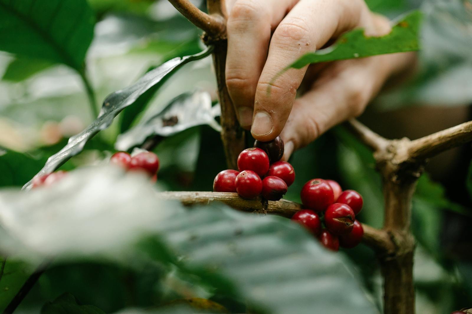 A farmer's hand picking ripe red coffee cherries from the branch.