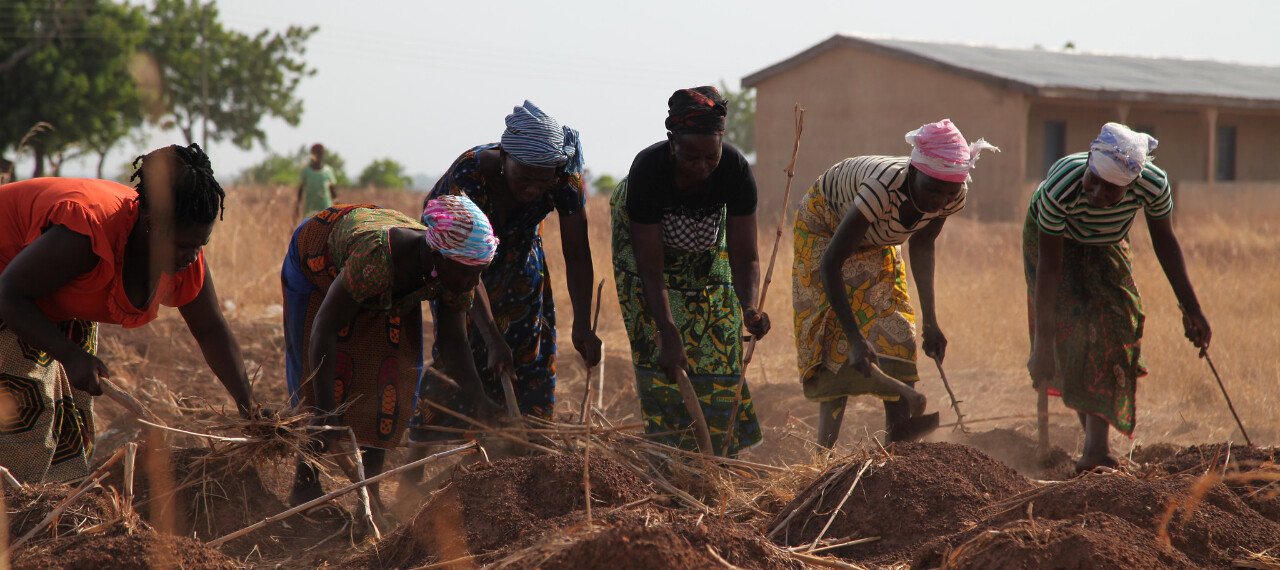 Youth and women from partner farming communities working together in the Volta Region.